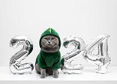 Christmas cat in dragon costume with silver balloons numbers on white background with copy space. British cat in green hoodie. Symbol of 2024 new year.