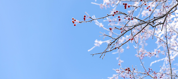 Bare branches of wild apple tree with small red apples covered by fluffy snow on winter blue sky background in sunny day. Selective focus. Beauty in nature. Banner with copy space.