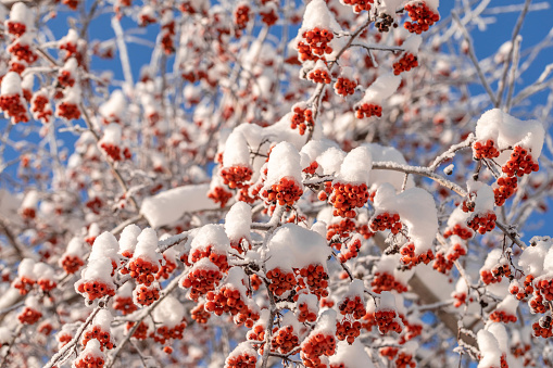 Branches of rowan tree with red berries covered by snow on bright clean winter blue sky background. Beauty in nature. Horizontal orientation. Bottom view. Low angle shot.
