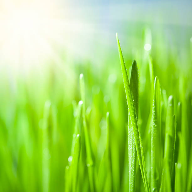istock Blades of grass with sunlights 183782698