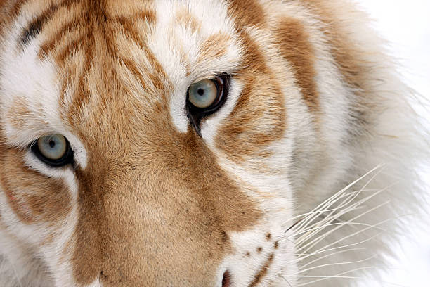 Golden Bengal Tiger Eyes stock photo