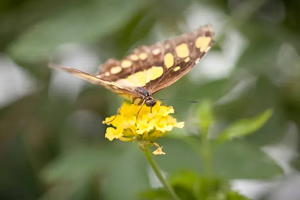 Siproeta stelenes, commonly known as the Malachite is common throught Central and northern South America. Shown here feeding on a yellow flower. Shallow focus on the head of the butterfly.