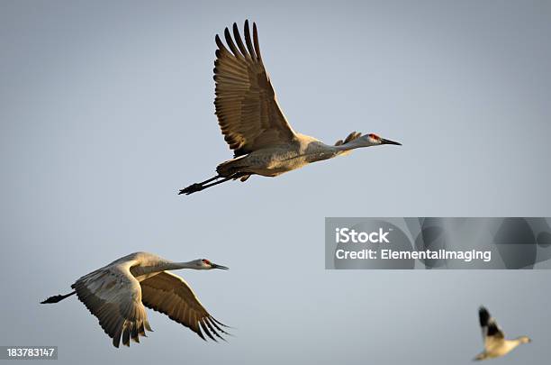 Sandhill クレーンgrus Canadensis のフライト - カナダヅルのストックフォトや画像を多数ご用意 - カナダヅル, ツル, 飛ぶ