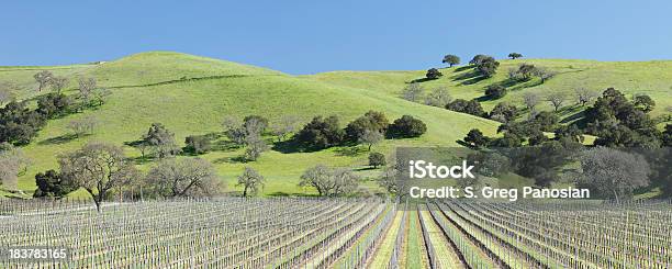 Winter Vineyard Stock Photo - Download Image Now - Agricultural Field, Agriculture, Backgrounds