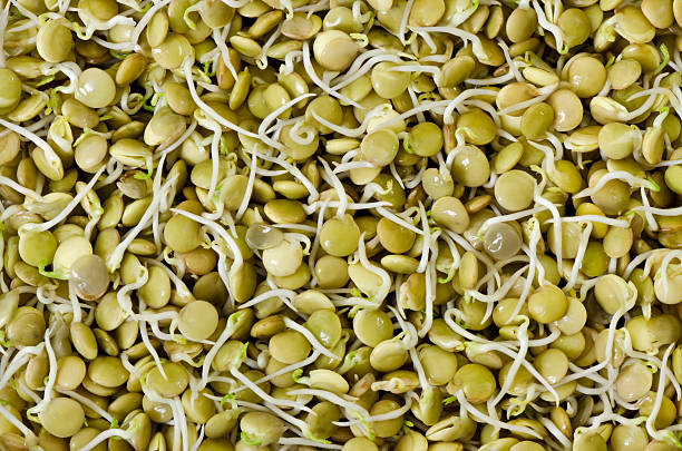 lentilha sprouts - lentil full frame macro close up imagens e fotografias de stock