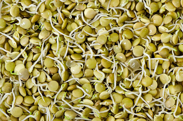 чечевица капуста - lentil full frame macro close up стоковые фото и изображения