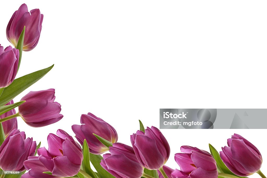 Bastidor con mucha luz tulipán - Foto de stock de Borde libre de derechos