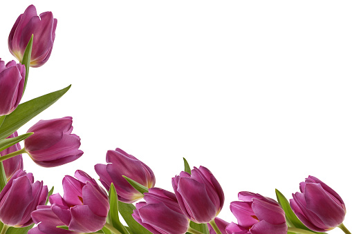Brightly lit tulip frame on a white background. The frame is composed  out of several photo's.