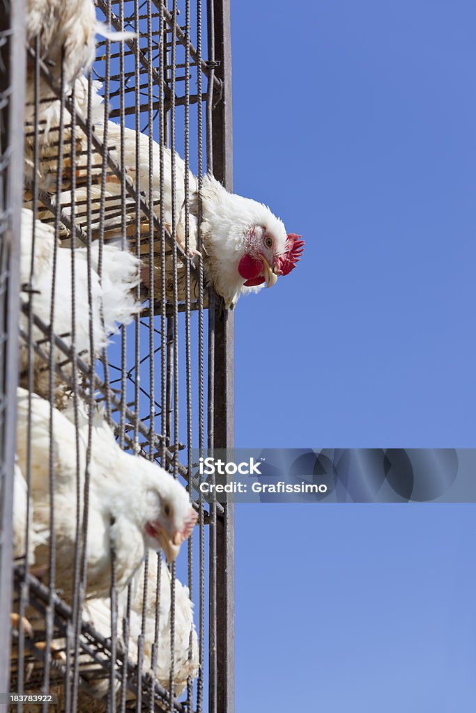 Pollo in gabbia batteria - Foto stock royalty-free di Agricoltura