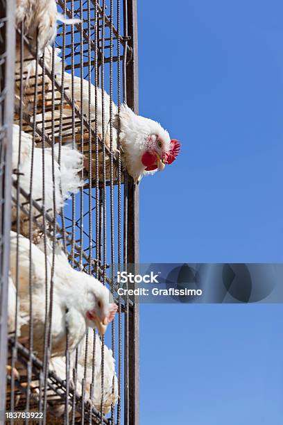 Pollo In Gabbia Batteria - Fotografie stock e altre immagini di Agricoltura - Agricoltura, Allevamento intensivo, Ambientazione esterna