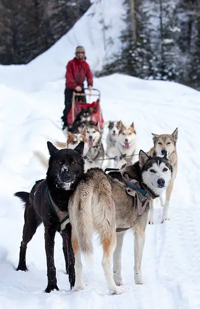 A dogsled team. Vertical image.