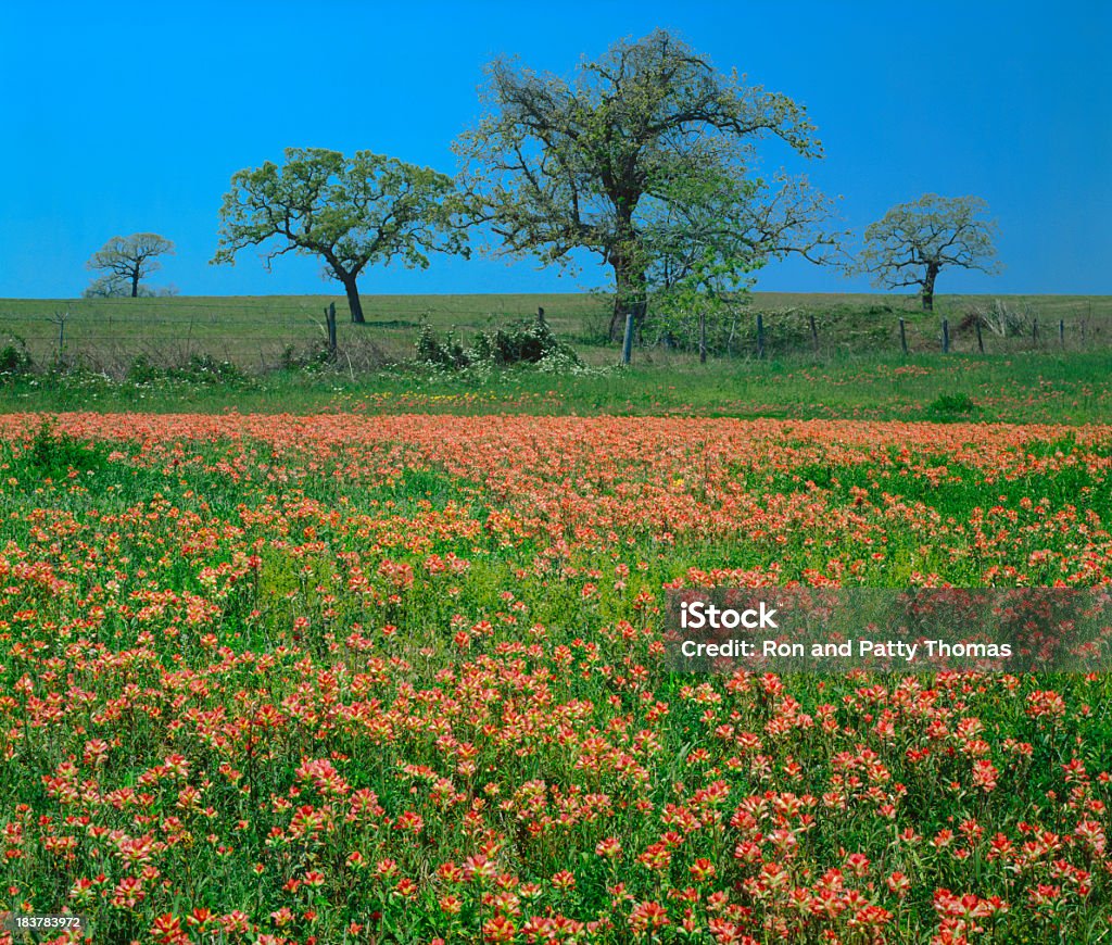 Primavera In Hill Country Of Texas - Foto stock royalty-free di Texas