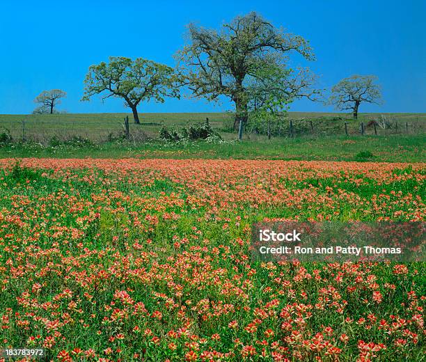 Foto de Primavera No Texas Hill Country e mais fotos de stock de Texas - Texas, Flor Selvagem, Paisagem - Cena Não-urbana