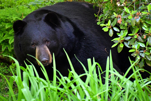 Black bear (Ursus americanus) resting in underbrush among ferns, grass and rhododendrons in a yard in Washington, Connecticut, at the height of spring