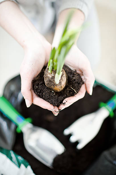 istock Hand holding a fresh young plant 183784129