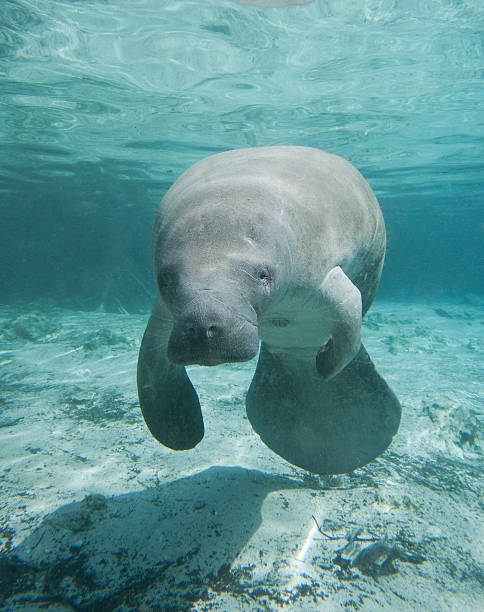 adulto manatí - manatee fotografías e imágenes de stock