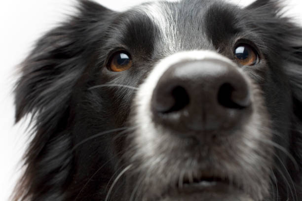 istock Portrait of dog 1837842875