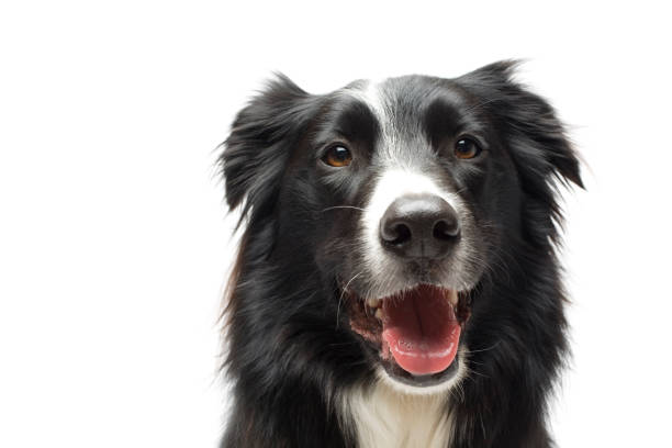 istock Portrait of dog 1837844005