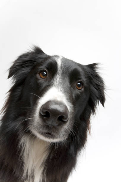 istock Portrait of dog 1837844008