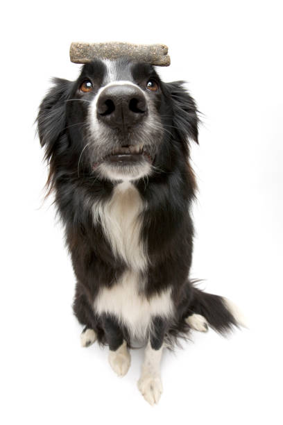 istock Portrait of dog 1837844034