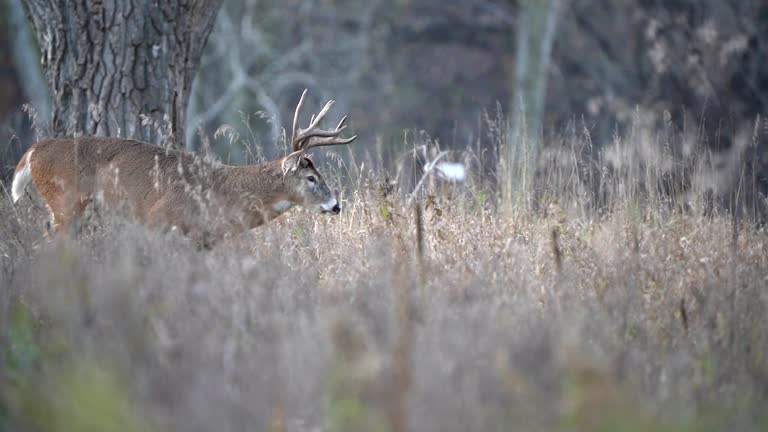 A large whitetail buck walks through a field in pursuit of a doe during the rut.