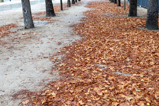 Wet autumn leaves on the Avenue des Champs-Elysees