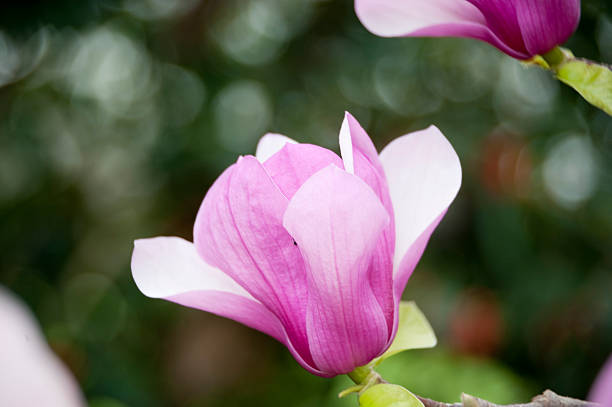 piattino magnolia bocciolo - plant white magnolia tulip tree foto e immagini stock