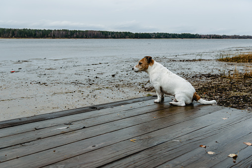 Jack Russell Terrier waiting for owner at pier