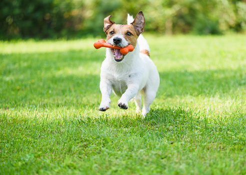 Jack Russell Terrier running at green grass lawn with toy in mouth