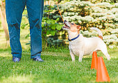 Dog obedience training school: How to train your dog to walk nicely on the lead without pulling
