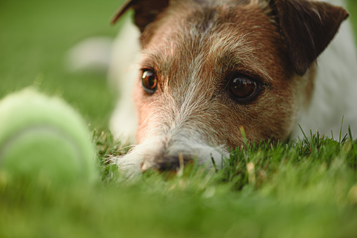 Jack Russell Terrier dog focused at a ball