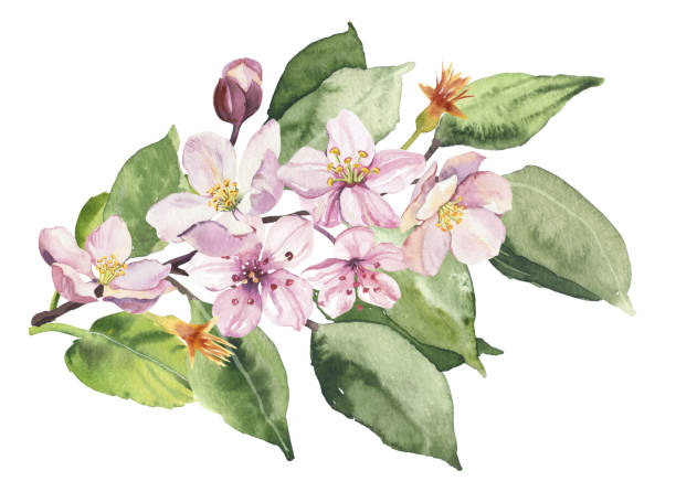istock Watercolor spring sakura pink flowers and leaves branch 1837856994