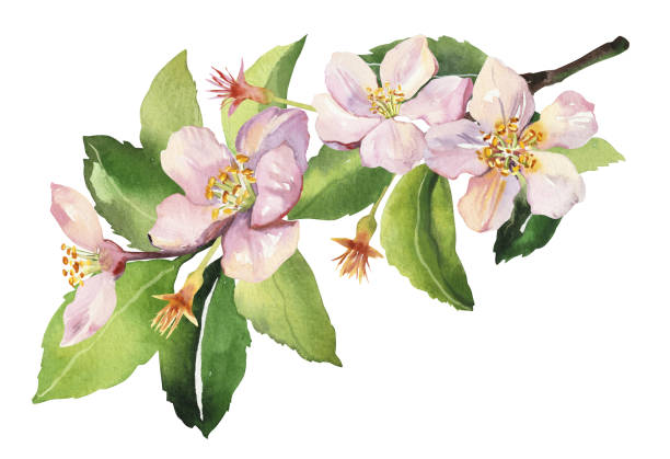 istock Watercolor spring sakura pink flowers and leaves branch 1837857119