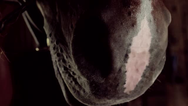CLOSE UP: Warm steam coming out form horse's nostrils while breathing deeply stock video
