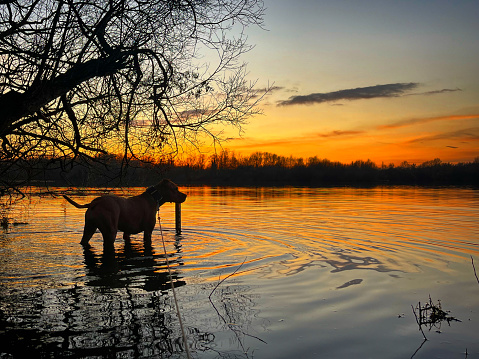 A Beautiful Sunset Captured While My Dog Was Dipping Her Paws Into The Lake To Cool Off. Type Of Dog, American Staffordshire Terrior, Named Roxy.