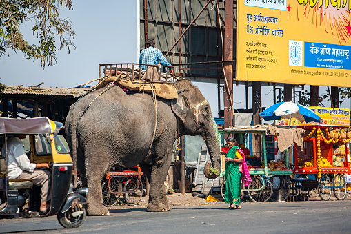 )1 16 2007 A motorised rickshaw passes an elephant on a busy road Pune Maharashtra,India Asia..