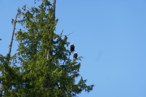 Bald Eagle resting in the nest admiring the view