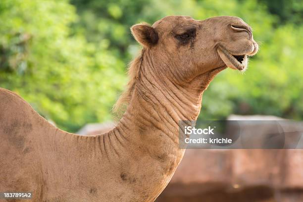 Foto de Camelo e mais fotos de stock de Andar - Andar, Animal, Areia