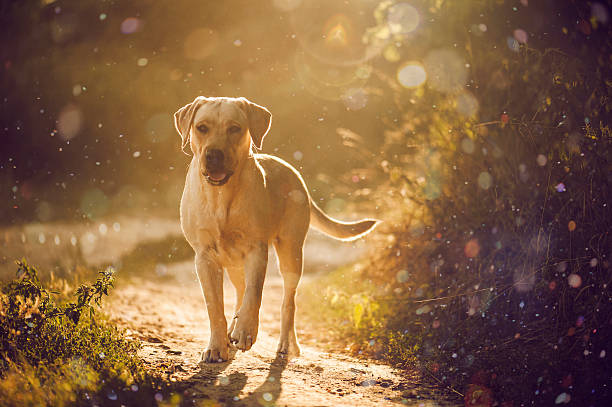 istock brave and kind labrador for a walk in the park. 183789567