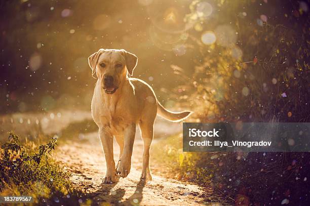 Foto de Coragem E Tipo De Labrador Para Uma Caminhada No Parque e mais fotos de stock de Animal