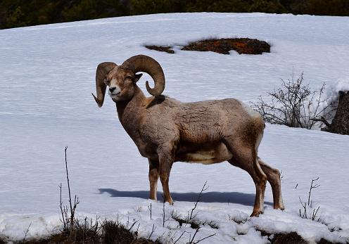 A bighorn sheep ram standing in the snow, is looking like he's grinning at the camera with squinted eyes.