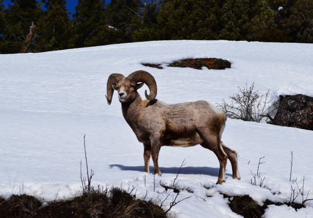 istock Bighorn Sheep in Snow 1837900031
