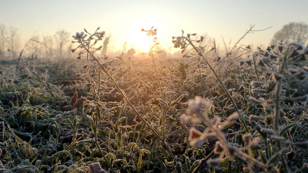 Vegetazione ghiacciata a dicembre - foto stock