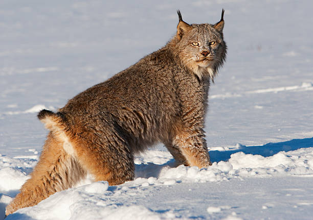 Canadian lynx crossing a snowy wilderness. Canadian lynx crossing a snowy wilderness. wildcat animal stock pictures, royalty-free photos & images