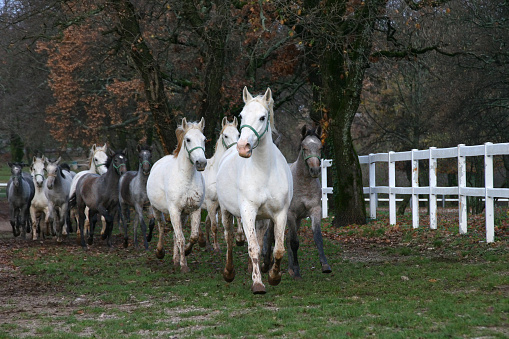 white lipizzaners running with their grey cubes, Lipica, Slovenia