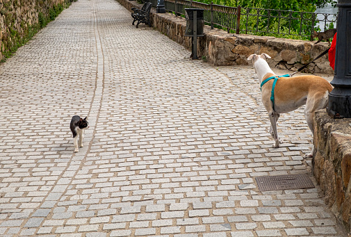 A greyhound dog crosses paths with a stray cat who looks at him suspiciously