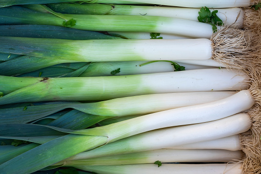Garlic leaves growing in a garden, garlic greenery close-up, background of green leaves. Growing green garlic closeup