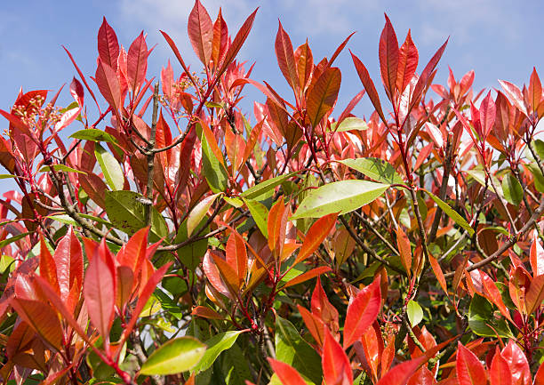 Vibrant red colored leaves of  Photinia Fraseri ' Red Robin' shrub in springtime.