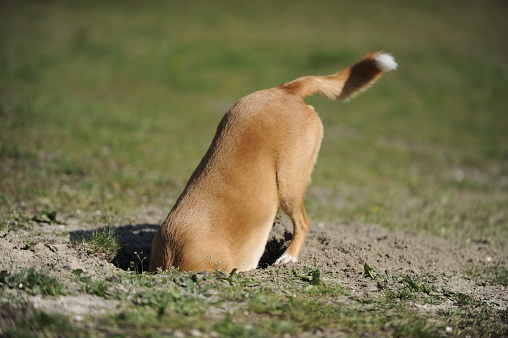 Dog with its head in a hole. Enthusiastic digging for something hidden. Shallow DOF.