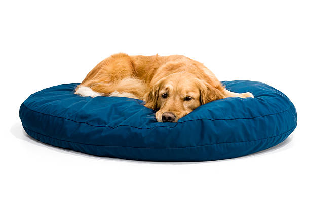 A tired golden retriever lying on a blue doggy bed stock photo